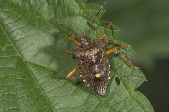 A Forest bug (Pentatoma rufipes) sitting on a nettle leaf in a natural environment, Baden-W&uuml;rttemberg, Germany