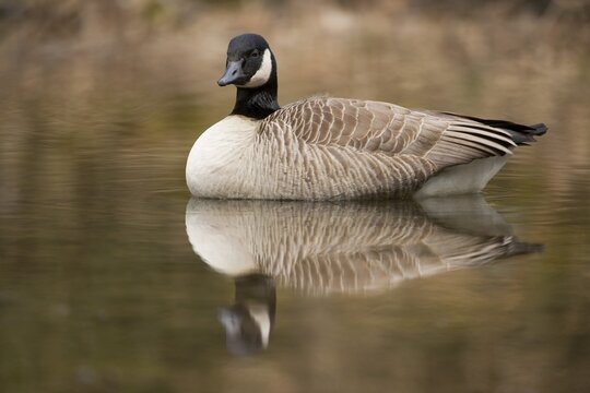 Canada Goose (Branta canadensis) in water, North Rhine-Westphalia, Germany