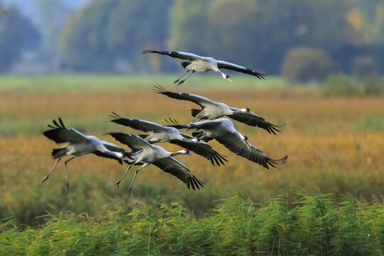 Cranes fly low over a meadow against a background of reeds, crane (Grus grus) wildlife, Western Pomerania Lagoon Area National Park, Zingst, Mecklenburg-Western Pomerania, Germany