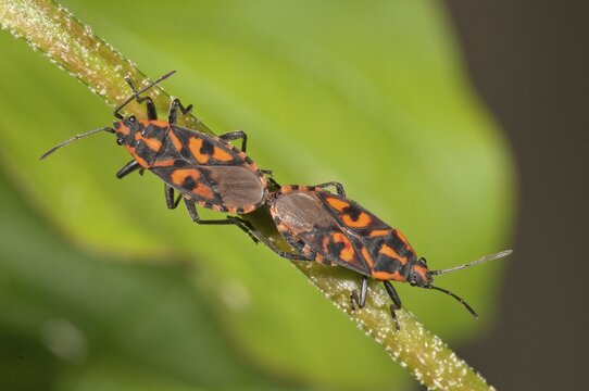 Milkweed bugs (Lygaeus saxatilis), copula, Baden-W&uuml;rttemberg, Germany