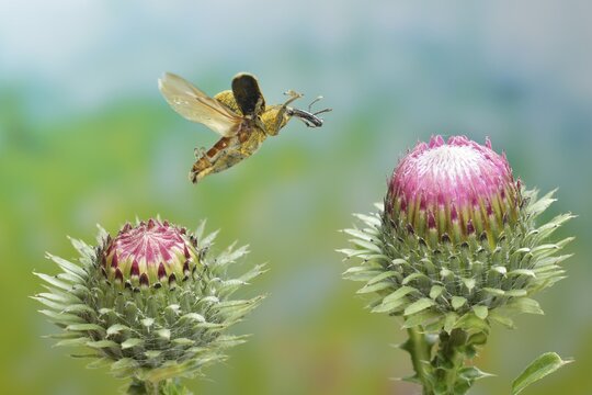 Creeping thistle weevil (Lixus filiformis) in flight on the young flowers of a thistle (Carduus acanthoides), Germany