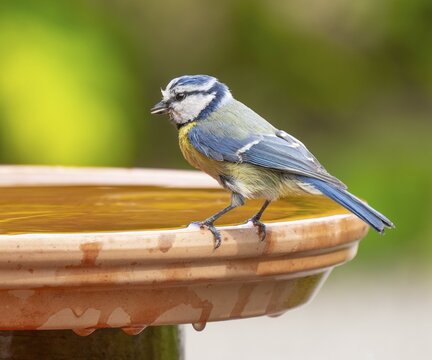 Blue tit (Cyanistes caeruleus) standing on a bird bath, Lower Saxony, Germany