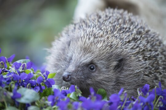 European hedgehog (Erinaceus europaeus) adult animal on flowering garden violet plants in the spring, England, United Kingdom