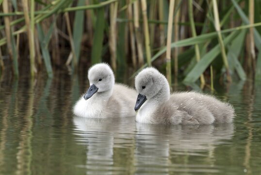 Mute Swan cygnets (Cygnus olor), Lake Reintaler-See, Kramsach, Tyrol, Austria, Europe