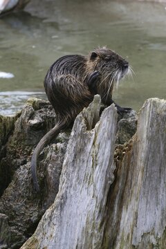 Nutria or Coypu (Myocastor coypus)