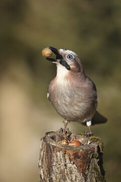 Eurasian jay (Garrulus glandarius) with acorn in its beak, Allg&auml;u, Bavaria, Germany
