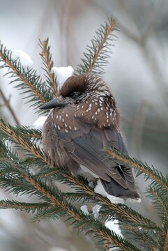 Spotted Nutcracker (Nucifraga caryocatactes), Kaunerberg, Kaunertal, Tyrol, Austria, Europe