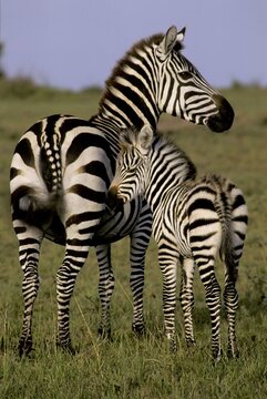 Plains Zebra (Equus quagga boehmi) with foal, Masai Mara National Reserve, Kenya