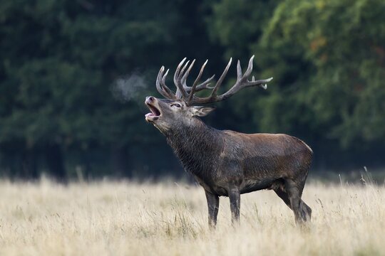 Red Deer (Cervus elaphus), roaring rutting stag, Copenhagen, Denmark