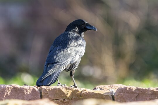 Carrion crow (Corvus corone) on a wall, wildlife, Germany