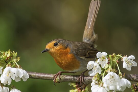A robin (Erithacus rubecula) pauses on a branch with flowers, Baden-W&uuml;rttemberg, Germany