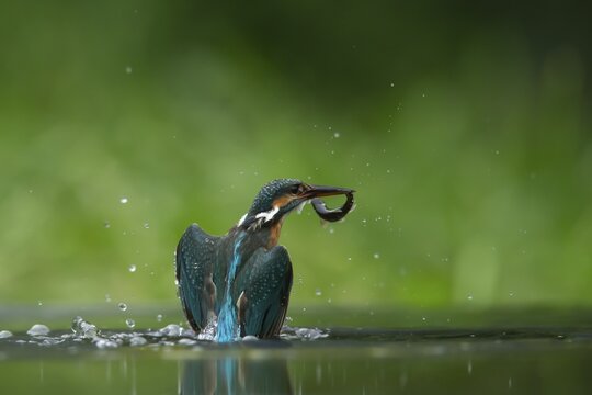Common kingfisher (Alcedo atthis) adult bird emerging from water of a lake with a fish in its beak, England, United Kingdom