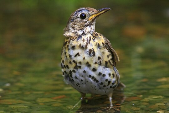 Song Thrush (Turdus philomelos) bathing in a stream
