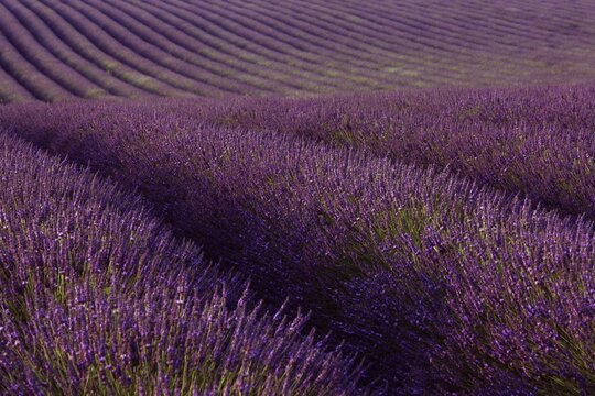 Lavender field (Lavandula angustifolia), Plateau de Valensole, D&eacute;partement Alpes-de-Haute-Provence, France, Europe