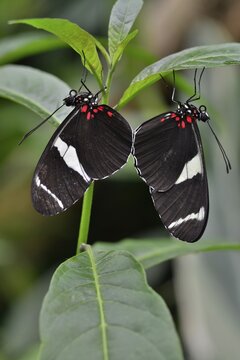 Wallace's Longwing (Heliconius wallacei), native to Ecuador, butterfly house, Forgaria nel Friuli, Italy