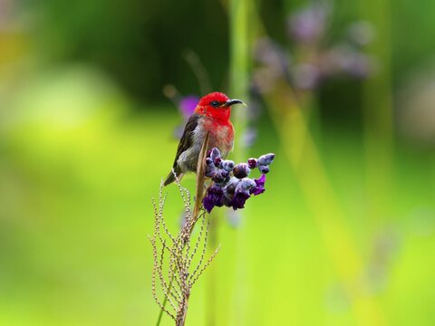 Sulawesi honeyeater (Myzomela chloroptera) red small bird on flower umbels, Sulawesi, Indonesia