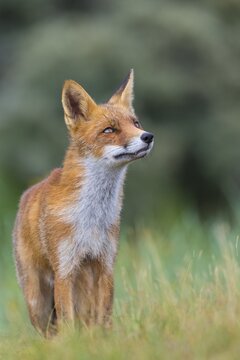 Red fox (Vulpes vulpes) with questioning glance, portrait, Netherlands