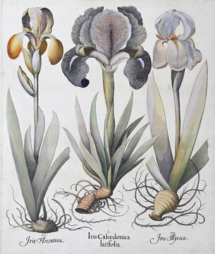 Irises (Iris) es, hand-coloured copperplate engraving by Basilius Besler, from Hortus Eystettensis, 1613
