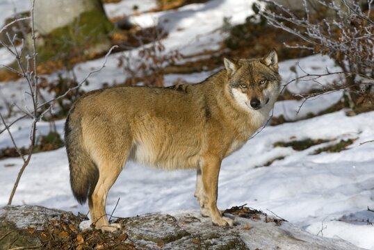 Gray Wolf or Timber wolf (Canis lupus lycaon), Bavarian Forest National Park, Bavaria, Germany, Europe