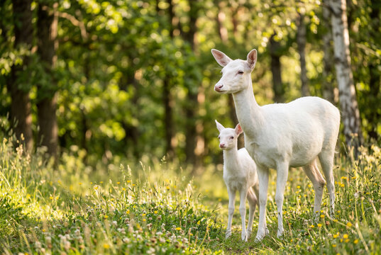 Adult white deer fawn in sunlit forest clearing