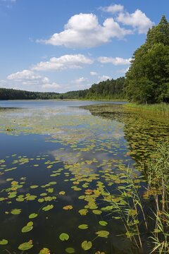 View of a lake with water lilies from the shore, surrounded by dense forests and cloudy sky, Lake Krzywe, Płaska, Powiat Augustowski, Podlaskie Voivodeship, Poland