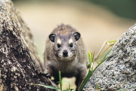 Yellow-spotted rock hyrax or Bush hyrax (Heterohyrax brucei), Serengeti, Tanzania, East Africa, Africa