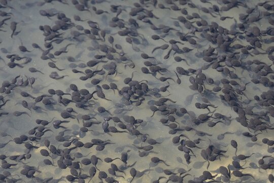 Tadpoles of the Common Toad (Bufo bufo), Thuringia, Germany