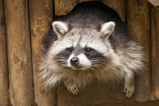 North American raccoon (Procyon lotor) looking out of hiding place, Thuringia, Germany