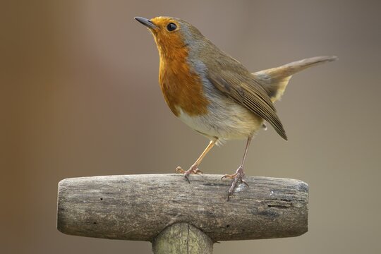 European robin (Erithacus rubecula) adult bird on a garden fork handle, England, United Kingdom