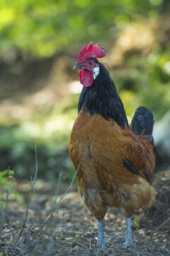 Rooster, free range, organic farm, Bakum, Oldenburger M&uuml;nsterland, Lower Saxony, Germany