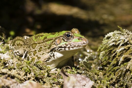 Frog (Rana spec.), Krka National Park, Dalmatia, Croatia, Europe