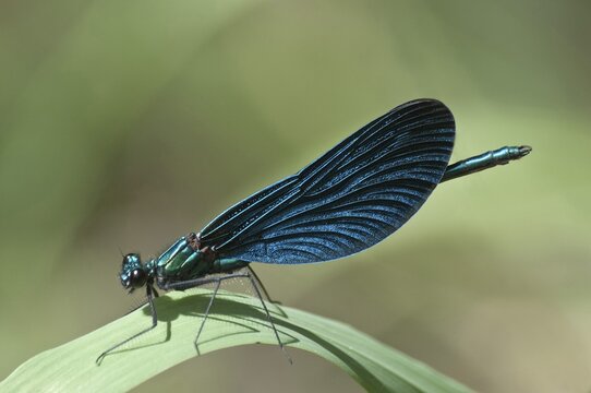 Blue-winged Beautiful Demoiselle (Calopteryx virgo), Untergr&ouml;ningen, Abtsgmuend, Baden-W&uuml;rttemberg, Germany