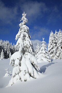 Snow-covered winter landscape, spruces (Picea abies) covered by snow, bright sunshine, blue sky, Harz National Park, Saxony-Anhalt, Germany