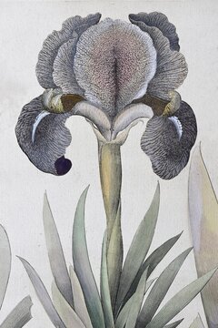 Irises (Iris), irises Calcedonica latifolia, hand-coloured copperplate engraving by Basilius Besler, from Hortus Eystettensis, 1613