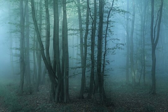 Mysterious dark forest with fog at dawn, near Freyburg, Burgenlandkreis, Saxony-Anhalt, Germany