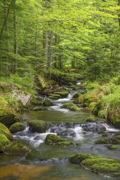 Kleine Ohe, natural forest stream in the Bavarian Forest National Park, Bavaria, Germany