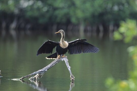 Anhinga, Snakebird or Darter (Anhinga anhinga) drying its feathers, Florida, USA