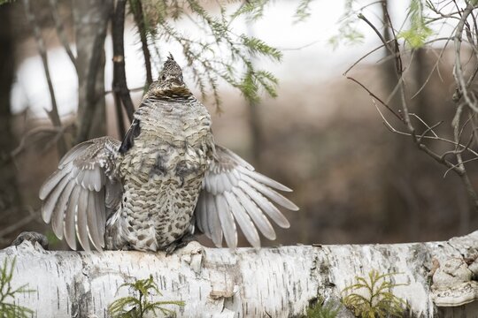 Ruffed grouse (Bonasa umbellus), male drumming to chase other male and to attract females, La Mauricie national park, Province of Quebec, Canada,