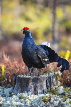 Black grouse (Lyrurus tetrix), black grouse courtship in Sweden, F&aring;gelsj&ouml;, G&auml;vleborgs l&auml;n, Sweden