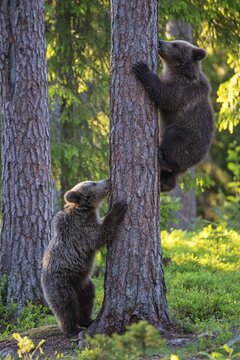 Two young (Ursus arctos) climb a tree in the boreal coniferous forest, Suomussalmi, Karelia, Finland