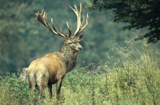 Red Deer (Cervus elaphus) during rutting season
