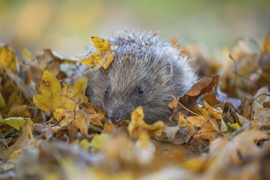 European hedgehog (Erinaceus europaeus) adult animal amongst fallen autumn leaves, Suffolk, England, United Kingdom