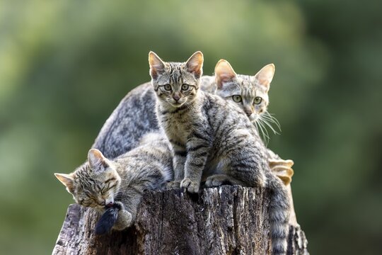 Several kittens resting on a tree stump in a green environment, wildcat (Felis silvestris), kitten, Germany