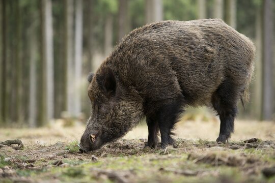 Wild Boar (Sus scrofa), tusker in winter coat, captive, Saxony, Germany