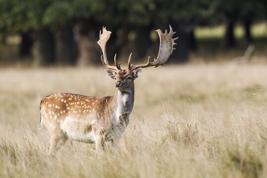 Fallow Deer (Dama dama), Copenhagen, Denmark