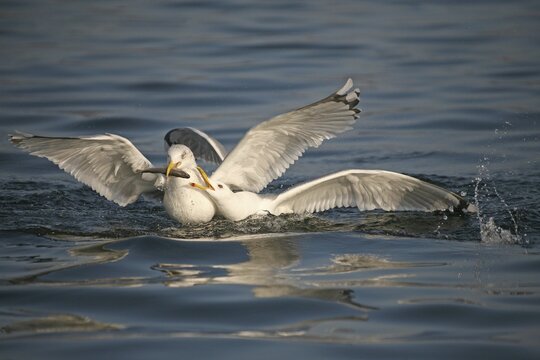 Herring Gulls (Larus argentatus) fighting over a fish, Mecklenburg-Western Pomerania, Germany
