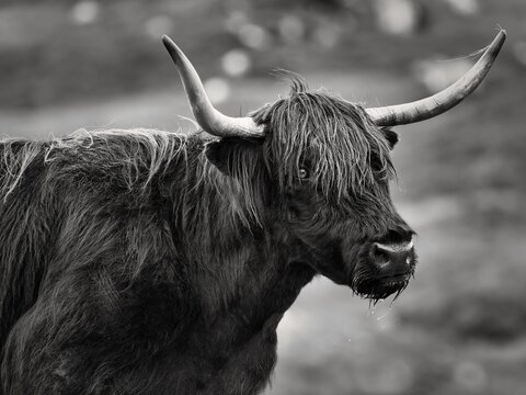 Scottish Highland Cattle (Bos primigenius f. taurus), Highland Cattle or Kyloe, black, head picture, monochrome, Isle of Lewis and Harris, Outer Hebrides, Hebrides, Scotland, Great Britain