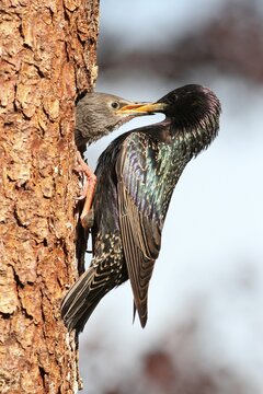 Starling (Sturnus vulgaris), adult feeding young birds at nesting site, Allgaeu region, Bavaria, Germany, Europe