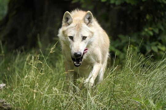 Timberwolf, American wolf Mackenzie Valley Wolf (Canis lupus occidentalis) animal portrait, Captive, France