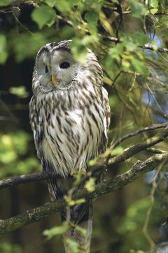 Ural owl (Strix uralensis) sitting in tree, Lapland, Sweden